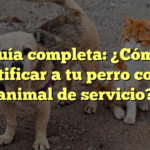 Guía completa: ¿Cómo certificar a tu perro como animal de servicio?