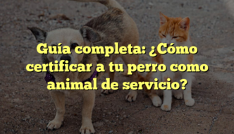 Guía completa: ¿Cómo certificar a tu perro como animal de servicio?