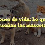 Lecciones de vida: Lo que nos enseñan las mascotas
