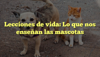 Lecciones de vida: Lo que nos enseñan las mascotas
