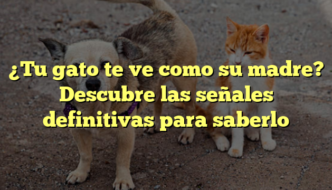 ¿Tu gato te ve como su madre? Descubre las señales definitivas para saberlo