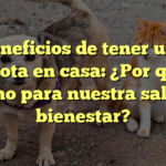 Beneficios de tener una mascota en casa: ¿Por qué es bueno para nuestra salud y bienestar?