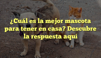 ¿Cuál es la mejor mascota para tener en casa? Descubre la respuesta aquí