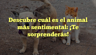 Descubre cuál es el animal más sentimental: ¡Te sorprenderás!