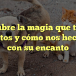 Descubre la magia que tienen los gatos y cómo nos hechizan con su encanto