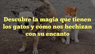 Descubre la magia que tienen los gatos y cómo nos hechizan con su encanto