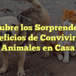 Descubre los Sorprendentes Beneficios de Convivir con Animales en Casa