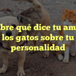Descubre qué dice tu amor por los gatos sobre tu personalidad