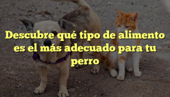 Descubre qué tipo de alimento es el más adecuado para tu perro