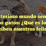 El misterioso mundo sensorial de los gatos: ¿Qué es lo que perciben nuestros felinos?