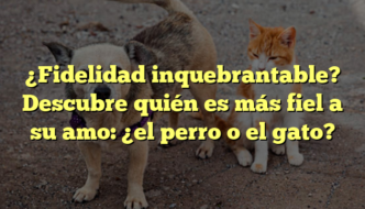 ¿Fidelidad inquebrantable? Descubre quién es más fiel a su amo: ¿el perro o el gato?