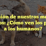 La visión de nuestros mejores amigos: ¿Cómo ven los perros a los humanos?