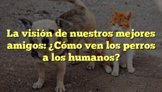 La visión de nuestros mejores amigos: ¿Cómo ven los perros a los humanos?