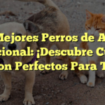 Los Mejores Perros de Apoyo Emocional: ¡Descubre Cuáles Son Perfectos Para Ti!