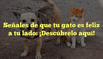 Señales de que tu gato es feliz a tu lado: ¡Descúbrelo aquí!
