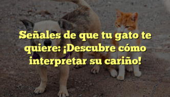 Señales de que tu gato te quiere: ¡Descubre cómo interpretar su cariño!