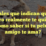 Señales que indican que tu perro realmente te quiere: ¿Cómo saber si tu peludo amigo te ama?