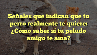 Señales que indican que tu perro realmente te quiere: ¿Cómo saber si tu peludo amigo te ama?