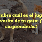 Descubre cuál es el juguete favorito de tu gato: ¡Te sorprenderás!