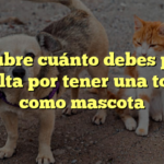 Descubre cuánto debes pagar de multa por tener una tortuga como mascota