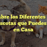 Descubre los Diferentes Tipos de Mascotas que Puedes Tener en Casa