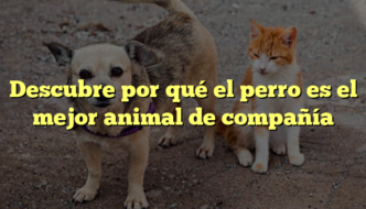 Descubre por qué el perro es el mejor animal de compañía