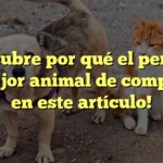 ¡Descubre por qué el perro es el mejor animal de compañía en este artículo!