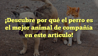¡Descubre por qué el perro es el mejor animal de compañía en este artículo!