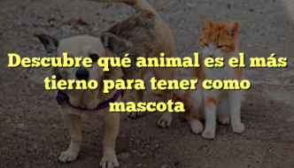 Descubre qué animal es el más tierno para tener como mascota