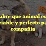 Descubre qué animal es muy sociable y perfecto para compañía