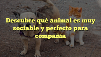 Descubre qué animal es muy sociable y perfecto para compañía