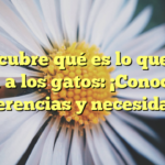 Descubre qué es lo que les gusta a los gatos: ¡Conoce sus preferencias y necesidades!