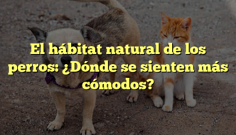 El hábitat natural de los perros: ¿Dónde se sienten más cómodos?