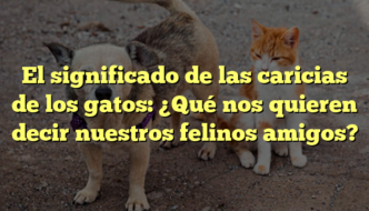 El significado de las caricias de los gatos: ¿Qué nos quieren decir nuestros felinos amigos?
