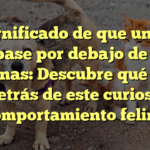 El significado de que un gato te pase por debajo de las piernas: Descubre qué hay detrás de este curioso comportamiento felino