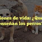 Lecciones de vida: ¿Qué nos enseñan los perros?