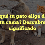 ¿Por qué tu gato elige dormir en tu cama? Descubre su significado