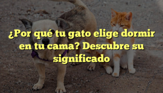 ¿Por qué tu gato elige dormir en tu cama? Descubre su significado