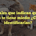 Señales que indican que tu gato te tiene miedo: ¿Cómo identificarlas?
