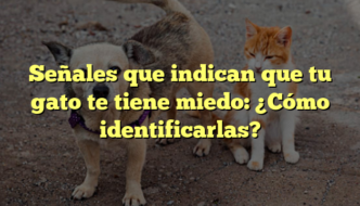 Señales que indican que tu gato te tiene miedo: ¿Cómo identificarlas?