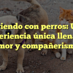 Viviendo con perros: Una experiencia única llena de amor y compañerismo