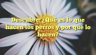 Descubre: ¿Qué es lo que hacen los perros y por qué lo hacen?