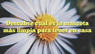 Descubre cuál es la mascota más limpia para tener en casa