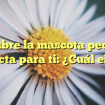 Descubre la mascota pequeña perfecta para ti: ¿Cuál elegir?
