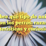 Descubre qué tipo de animales son los perros: razas, características y curiosidades