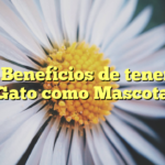 Los Beneficios de tener un Gato como Mascota
