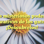 Los misteriosos poderes curativos de los gatos: ¡Descúbrelos!
