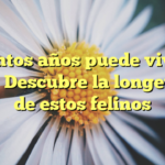 ¿Cuántos años puede vivir un gato? Descubre la longevidad de estos felinos