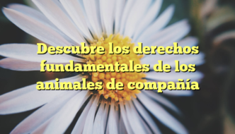 Descubre los derechos fundamentales de los animales de compañía