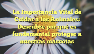 La Importancia Vital de Cuidar a los Animales: Descubre por qué es fundamental proteger a nuestras mascotas